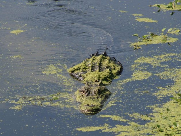 Alligator in Brazos Bend State Park