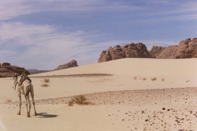 Eenzame kameel