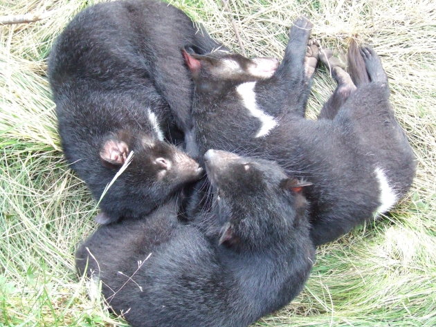 Drie "lieve" kleine Tasmanian Devils