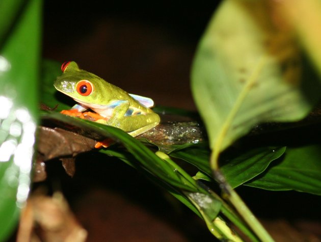 Red Eyed leaf Frog