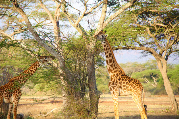 Giraffen op hun gemakkie