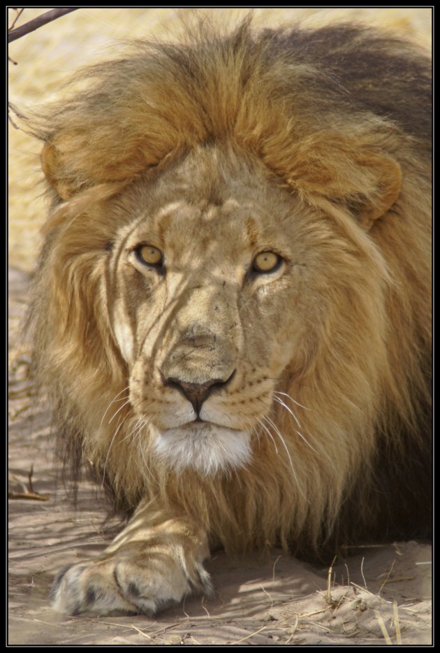 Kalahari leeuw