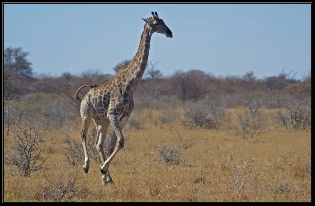 Rennende Giraf