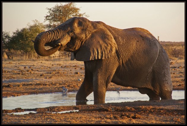 Modder olifant