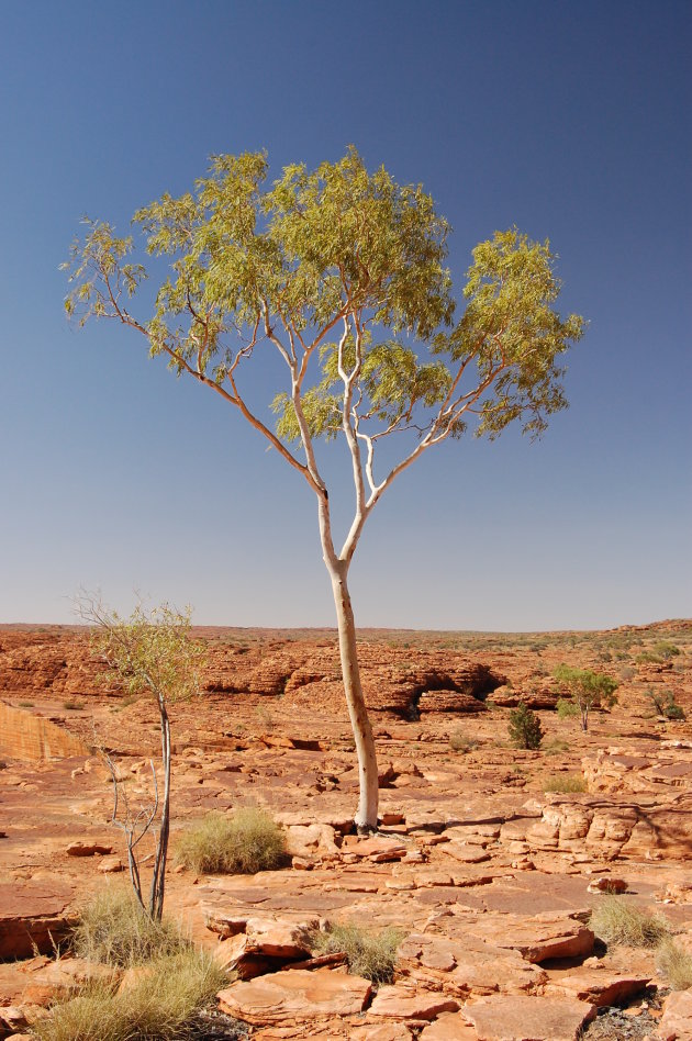 Een boom in de ontzettend dorre omgeving van de Outback