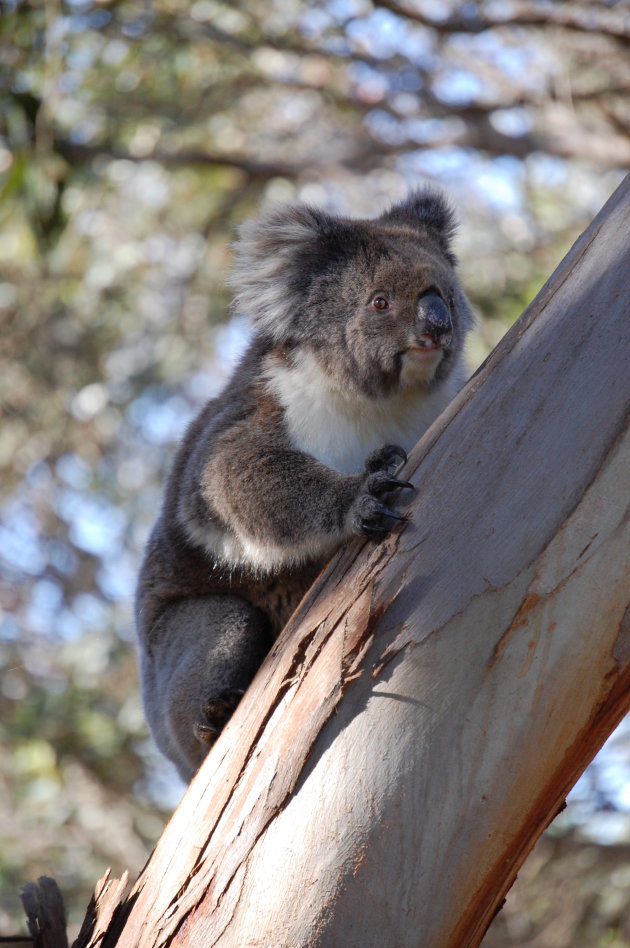 Koala op Kangaroo Island