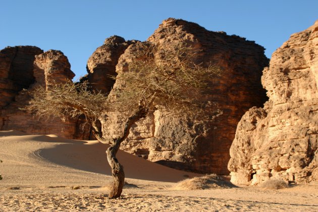 Sahara tree