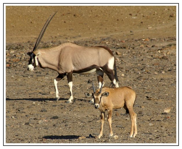 Oryx met jong