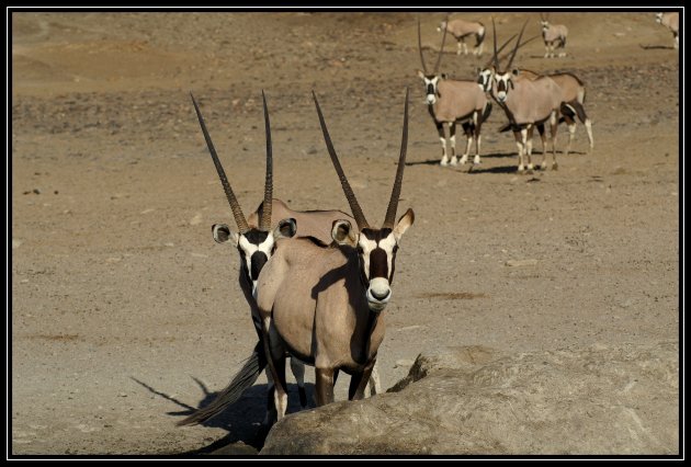 Groepje oryxen