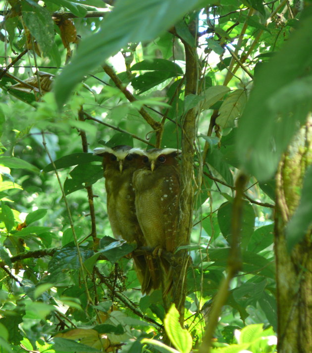 Sacha Lodge - Crested Owl