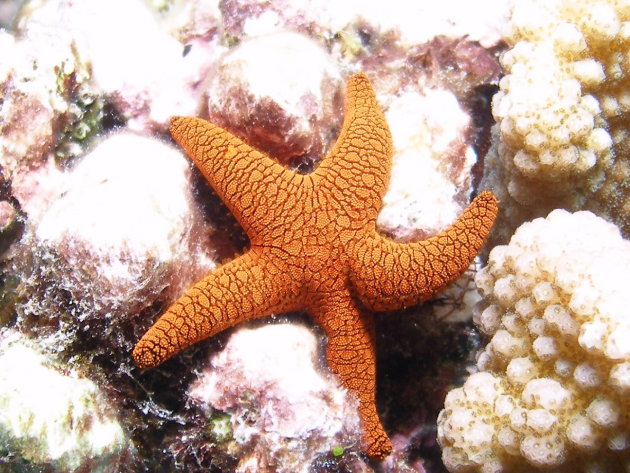 Visdag: Starfish