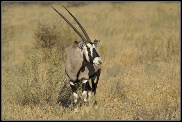 Oryx, gemsbok enz.