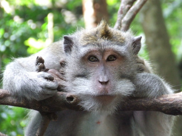 Balinese makaki apen