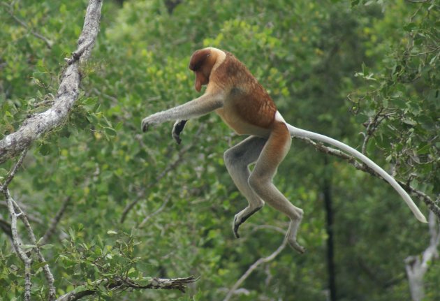 Springende longnose monkey