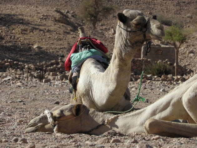 Chilling camels