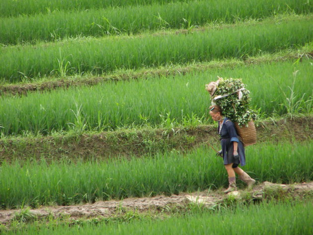 werk in de rijstvelden