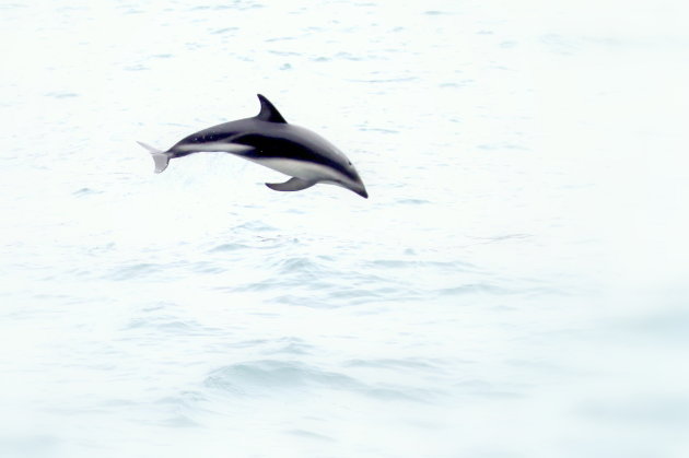 Dusky Dolfin