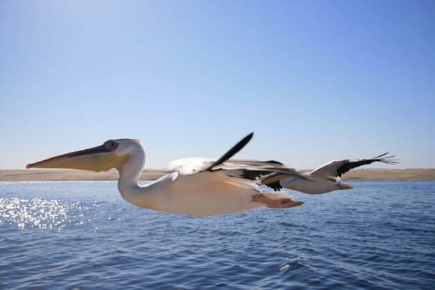 Pelikanen bij Walvisbaai