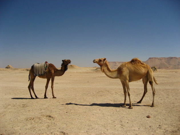 Posing camels