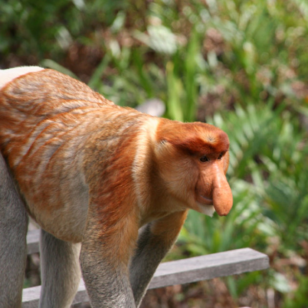 Proboscis monkey (2)