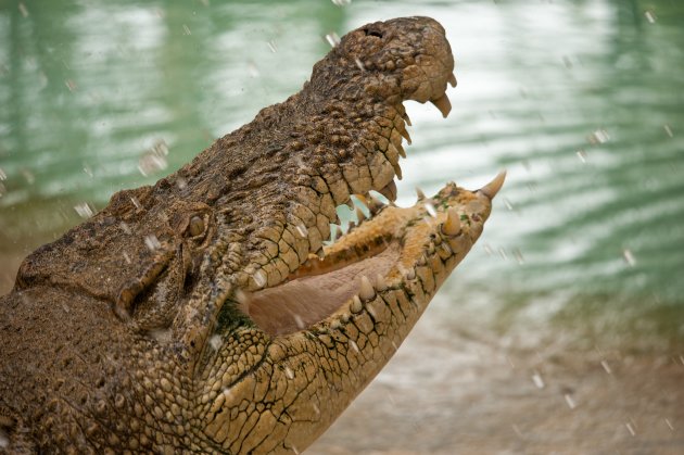 Krokodillenfarm Langkawi