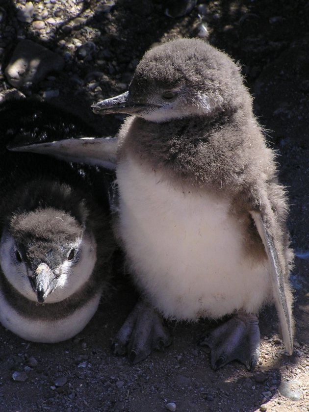 jonge pinguïn