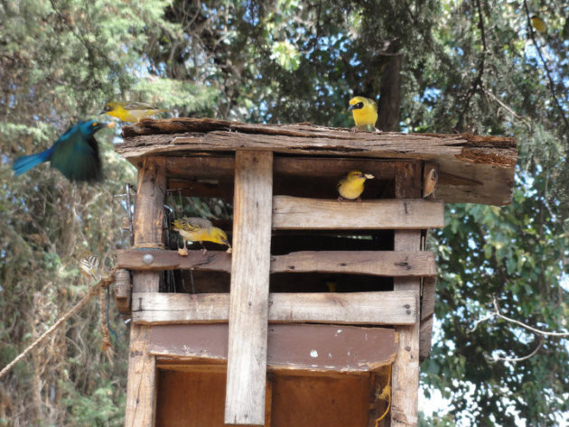 Tropische vogels in Lalibela