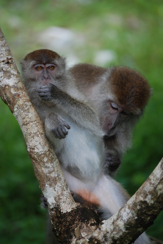 makaken aan het vlooien