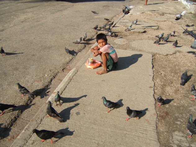 duiven op de dam