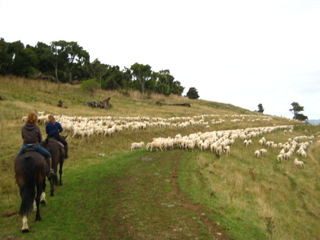 Farming in the Catlins
