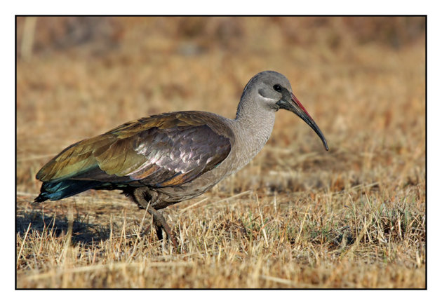 Hadada-ibis