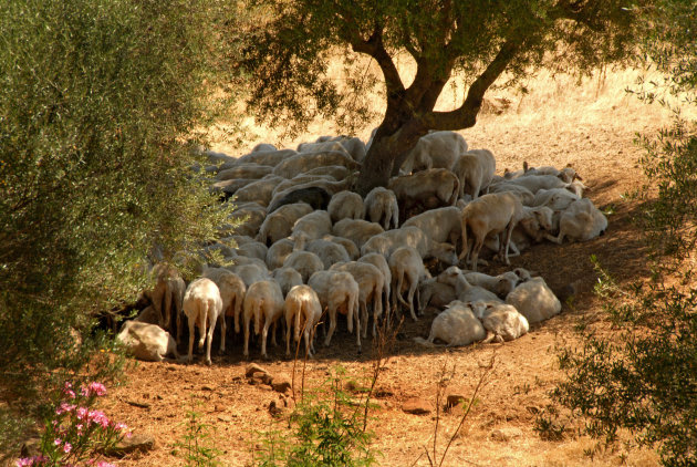 schapen in de schaduw