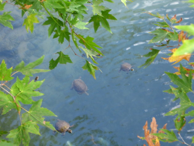 Schildpadden op Rhodos