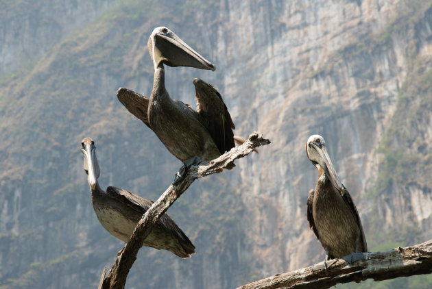 Pelikanen in Sumidero Canyon