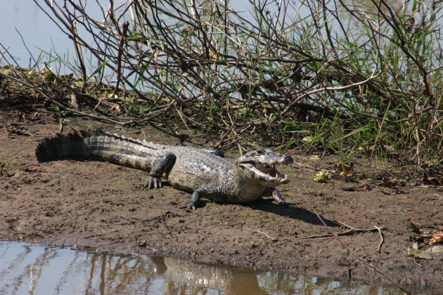 Kaaiman in Pantanal