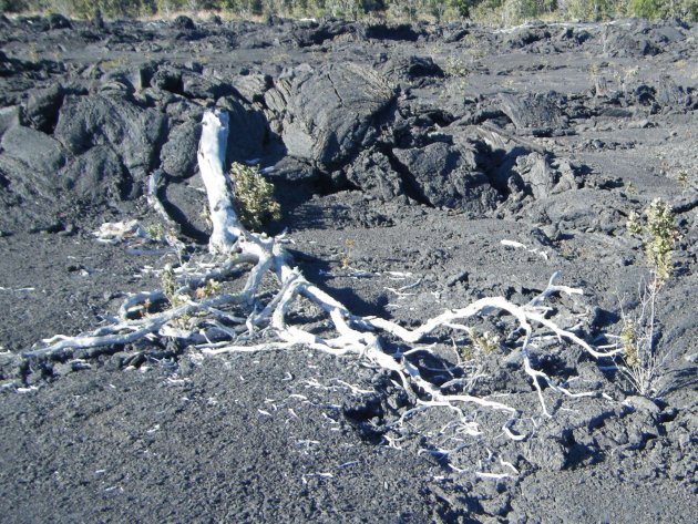 dode boom op uitgehard lavaveld