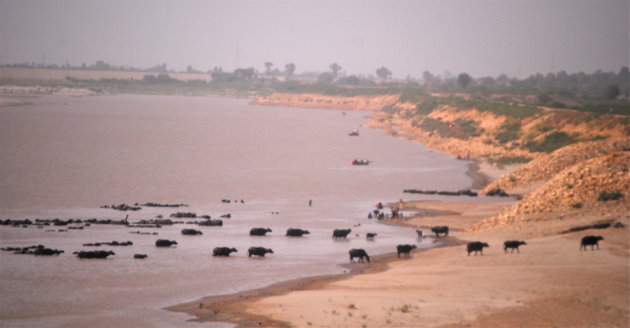 Waterbuffels in de Indus bij Hyderabad