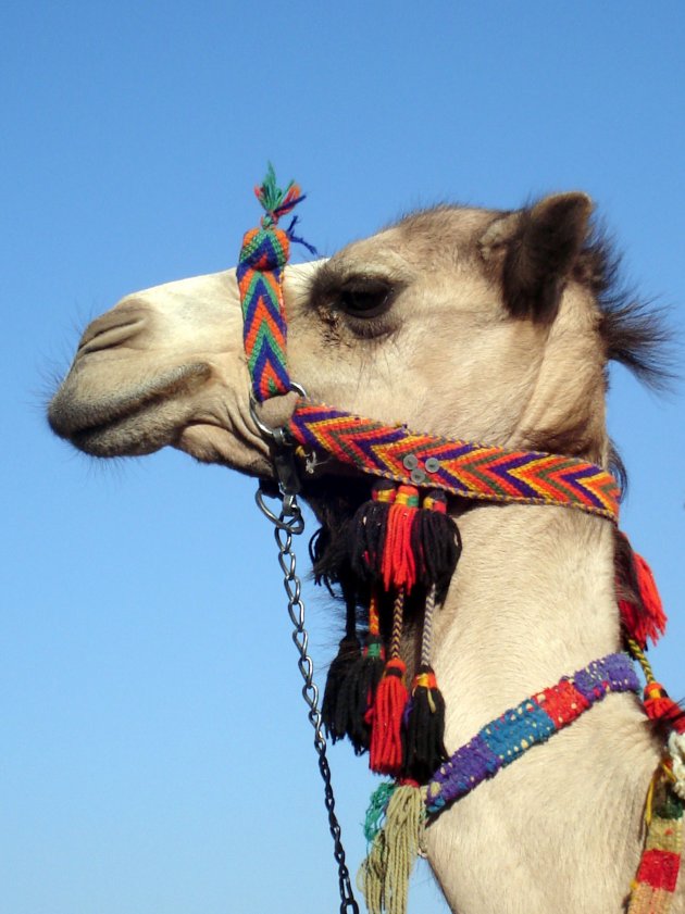 Kleurrijke kameel