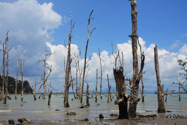 Stukje mangrove, Bako National Park, Borneo
