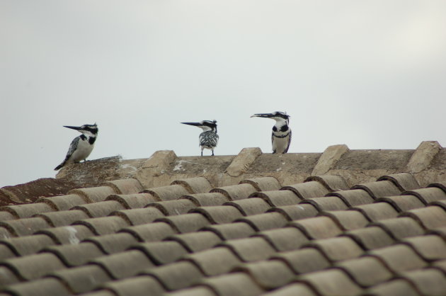 bonte ijsvogeltjes op een dak