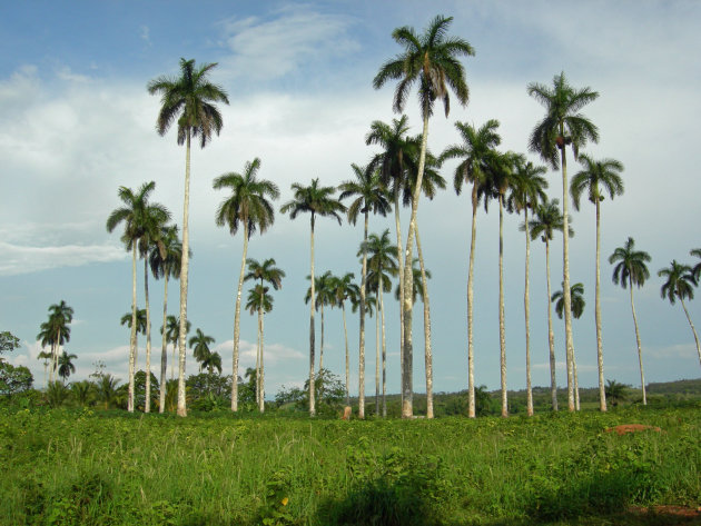 Palmbomen in de vallei van Vinales