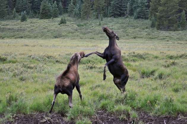fighting moose
