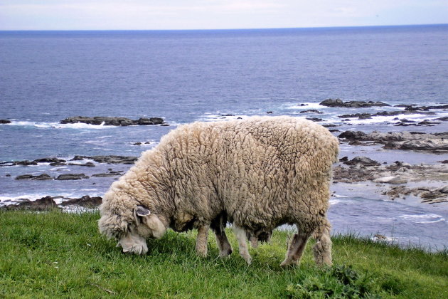 Een schaap aan de kust