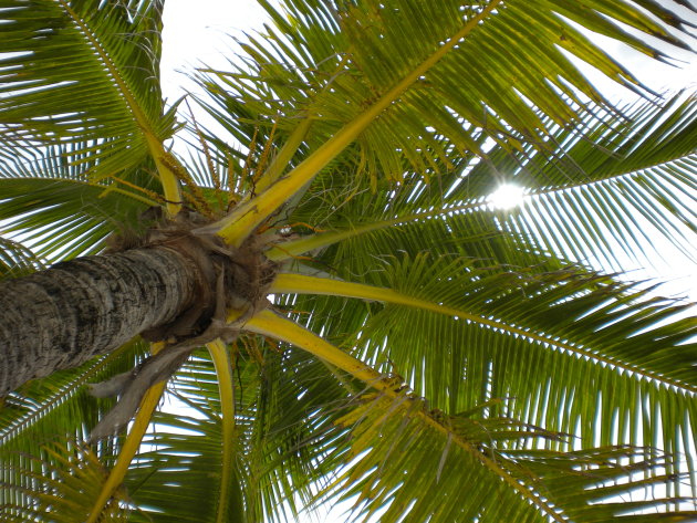 Palmboom op Roátan