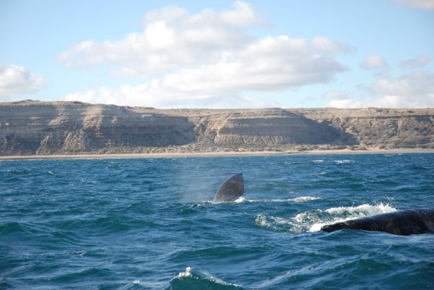 Walvissen bij Peninsula Valdes