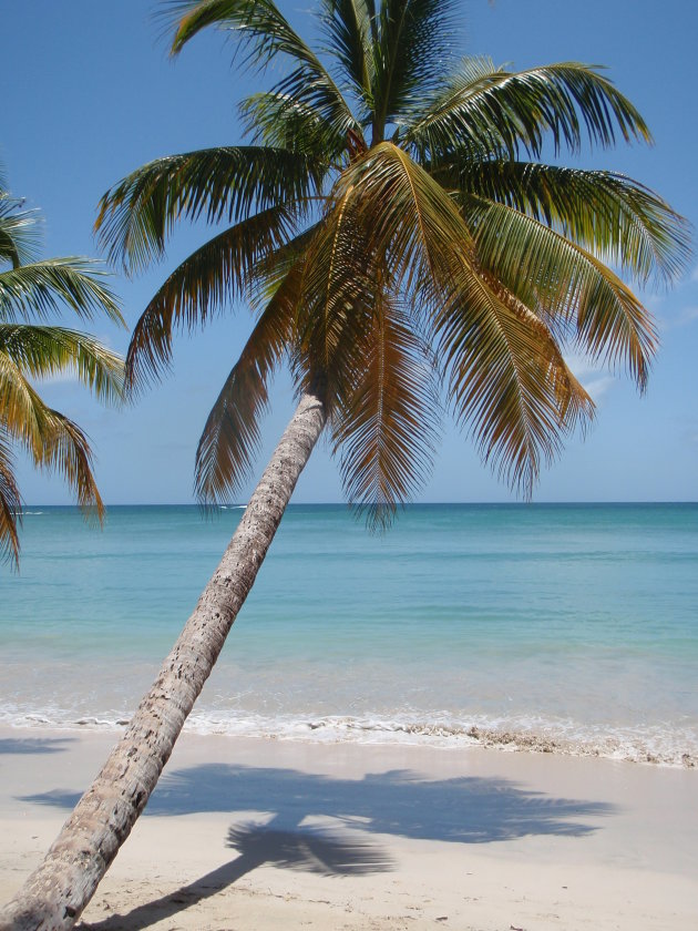 Idyllisch Strand 'Anse des Salines' in Martinique