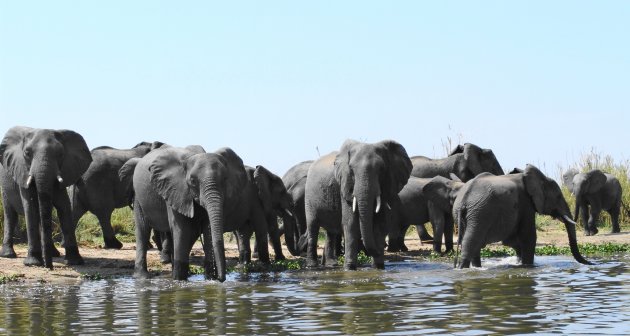 olifantenparadijs