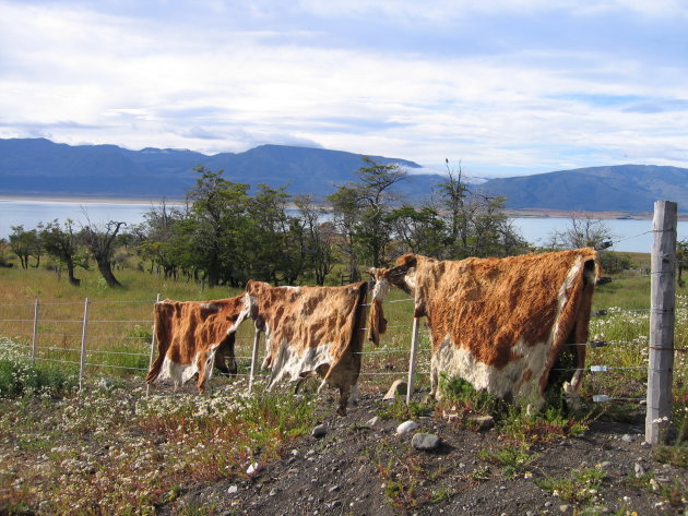 Koeiehuiden in Patagonië