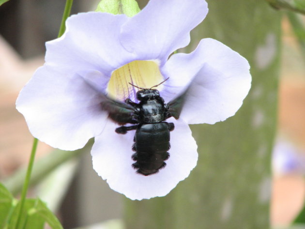 Groot insect duikt in paarse bloem