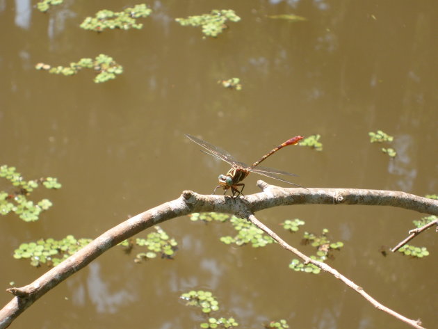 Libelle in de Bayou